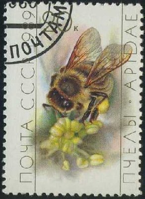 №6071 Пчела на цветке.jpg