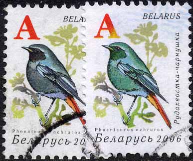 Зелёная рудохвостка