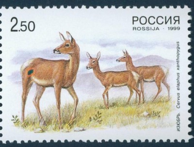 олень.JPG