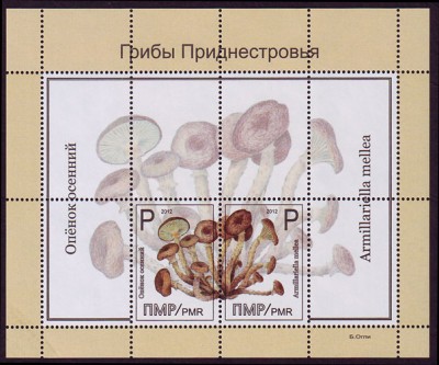 mushrooms,-block.jpg