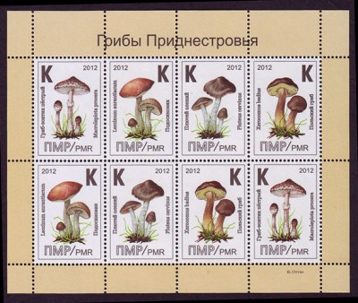 mushrooms,-collective.jpg