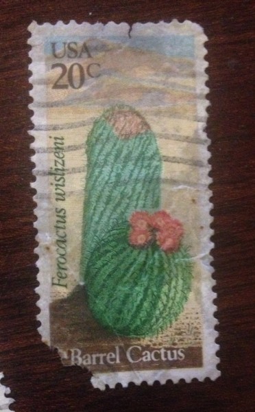 kaktus.jpg